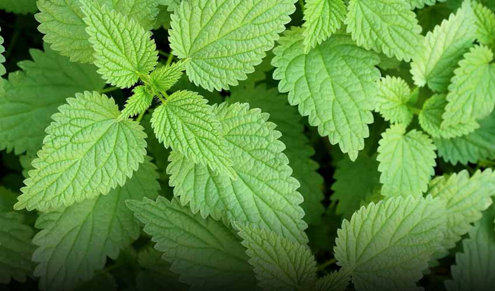 مزیت های گیاه گزنه مزیت های گیاه گزنه