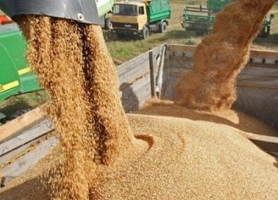 خروج گندم از زنجان ممنوع شد