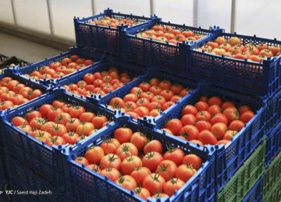 اختلاف 10 هزار تومانی قیمت گوجه از اتحادیه تا بازار