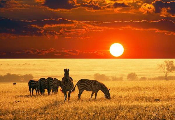 بهترین زمان برای سفر به آفریقا برترین زمان برای سفر به آفریقا