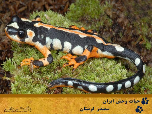 زیباترین و رنگی ترین سمندر ایران را بشناسیم زیباترین و رنگی ترین سمندر ایران را بشناسیم