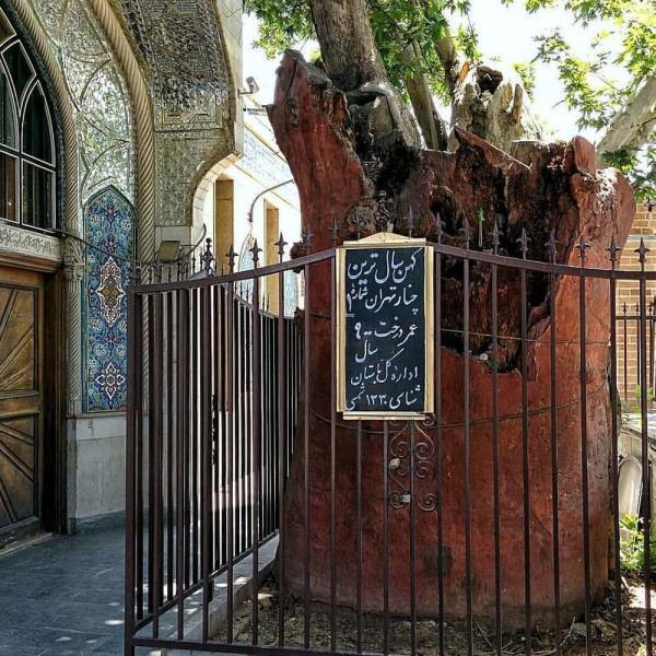 پیرترین موجود زنده تهران را اینجا بببینید ، از افسانه کفاش پیرترین موجود زنده تهران را اینجا بببینید ، از افسانه کفاش پیر عودلاجون چه می دانید؟