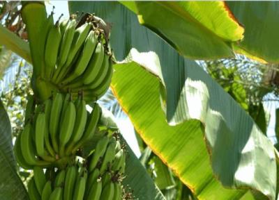 معجزه برگ این درخت در درمان بسیاری از بیماری ها!