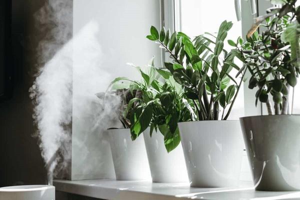 چگونه رطوبت گیاه را تامین کنیم؟ چگونه رطوبت گیاه را تامین کنیم؟