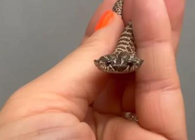 فیلم، اتفاق شگفت انگیز در انگلیس:به جهان آمدن مار دو سر !